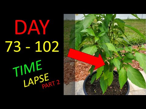 Growing Jalapeno From Seed Ep.# 2 | 30 Day Time Lapse