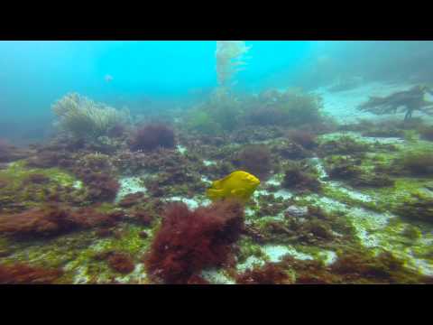 La Jolla Cove   Kelp Dive