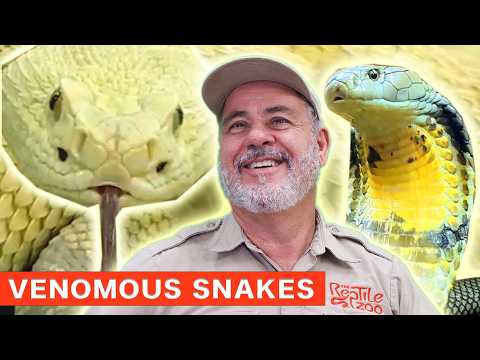 Handling the 6th Most Venomous Snake in the World – The King Cobra! 🐍👑