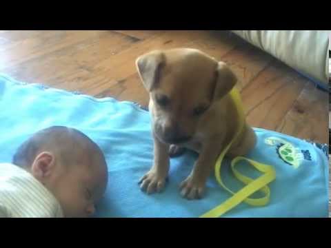 Cachorros y Bebés Durmiendo Son Lo Más Lindo Del Mundo