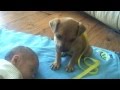 Sleepy Puppy falls asleep on baby 