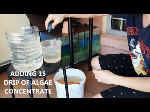 Culture rotifer for my baby clownfish