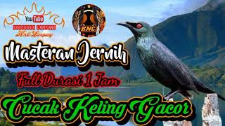 Download lagu Masteran Jernih Cucak Keling Gacor llsudah terbukti mp3