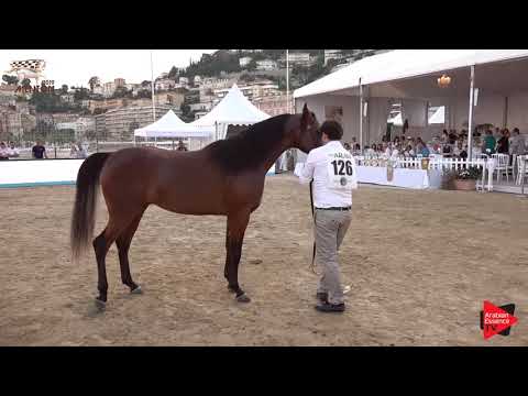 N.126 QUTUZ AL JASSIMYA - Menton 2019