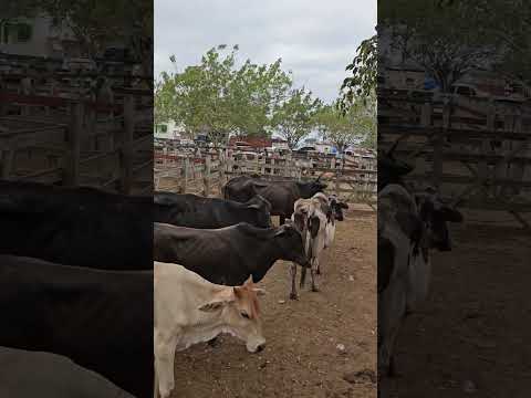 Feira de gado de Campo Grande   Alagoas  acontece todos os sábado 03/01/2026  ERIEL OFICIAL