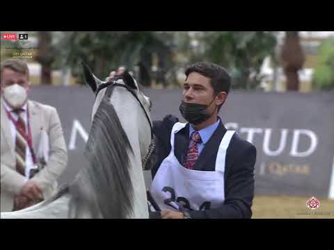 N 234 LOJAIN ALNAAMAN   23rd Qatar National Arabian Horse Show   Fillies 2 Years Old Class 4B
