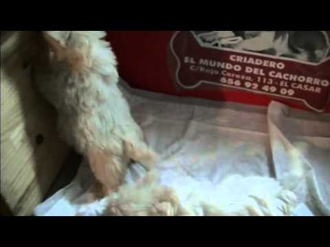 camada de westy - West Highland white terrier