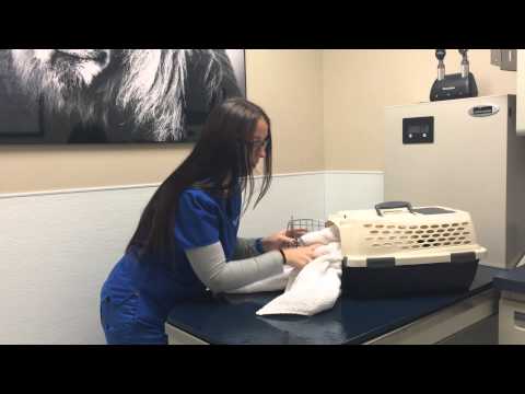 How to Put A Cat in a Carrier- Pleasant Plains Animal Hospital