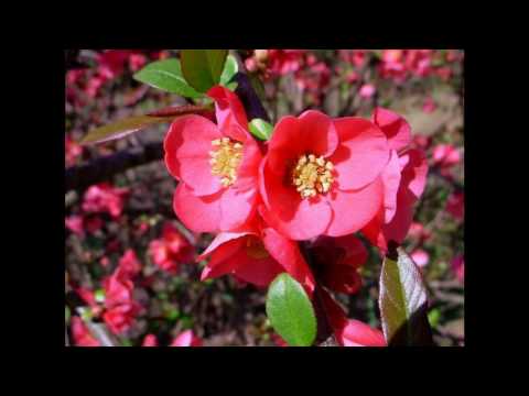 Merima Njegomir-Oj devojko mala