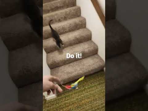 Perfect Jump!!! #shorts #cute #cat