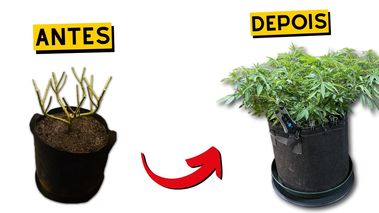 VALE a PENA REVEGETAR a CANNABIS?