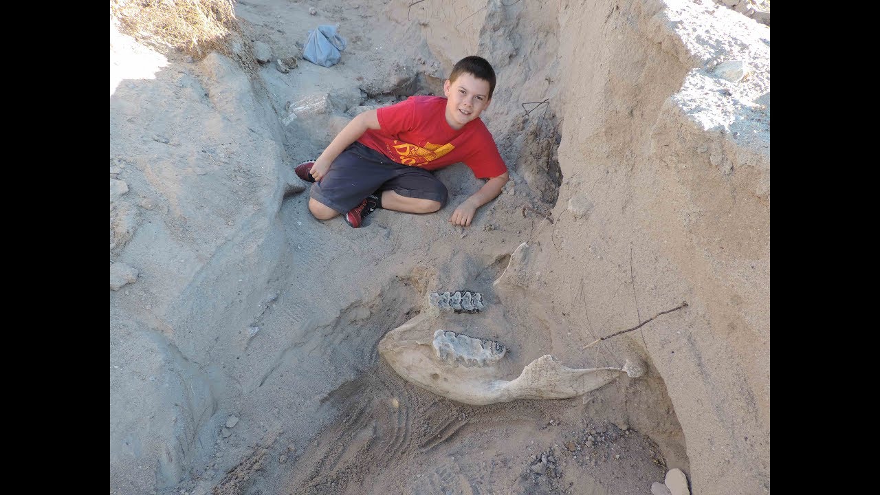 NMSU experts dig up Las Cruces boyâ€™s million-year-old fossil find - YouTube