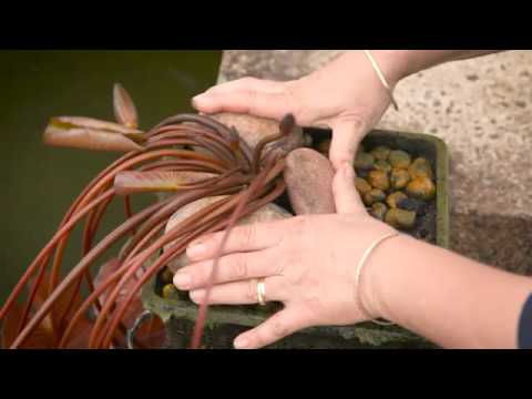 To The Rescue: Water Lily Success To The Rescue: Water Lily Success