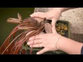 The Garden Gurus - To the Rescue: Water Lily Success