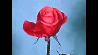 Rio Luv - Summer Nirvana