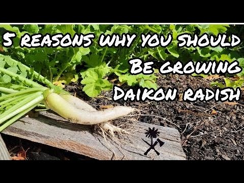 Five Reasons Why You Need to Grow Daikon Radish