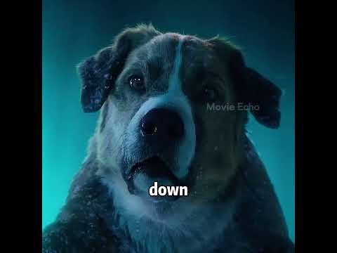 This new big dog became the leader.#movie #viralvideo #shorts