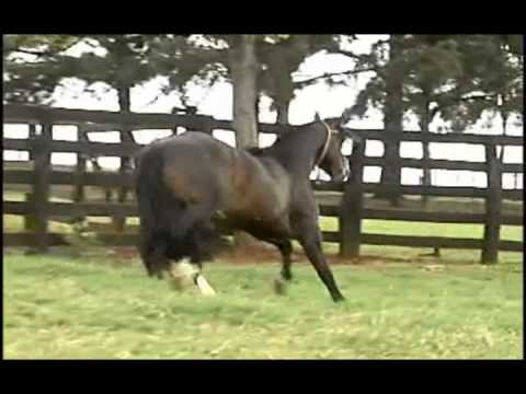 5º Leilão Virtual LOTE 34 - UMBÚ DOS CASTANHEIROS