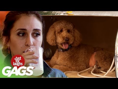 Just For Laughs Gags - Man Sells Milk From a Dog