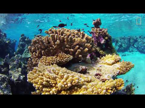 Niue Our Ocean - by National Geographic