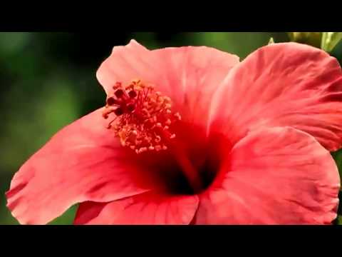 Nature's Love | Growing Flower | Full HD | Whatsapp Status