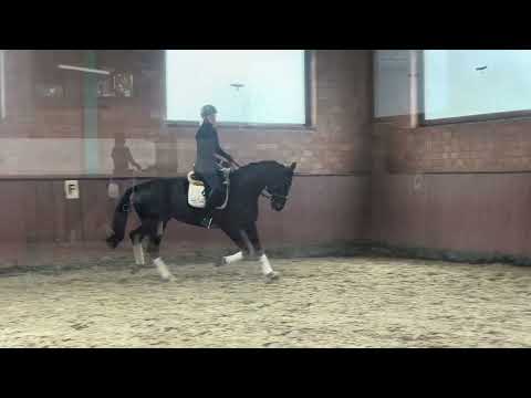 SEDCARD (*2020) Stute v. Secret x Sandro Hit, Dressurpferde A/L fertig