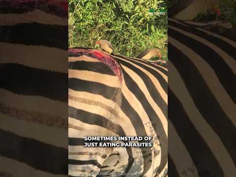 Oxpecker | Nature Pest Controllers