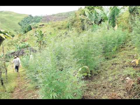 Los Hermanos Gomez - La Parcela de la joya