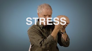 Film: Vad händer i hjärnan när vi stressar?