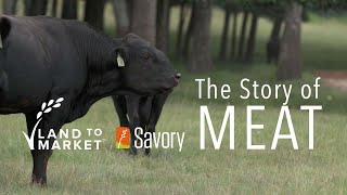 The Story Of Meat | Regenerative Agriculture Documentary