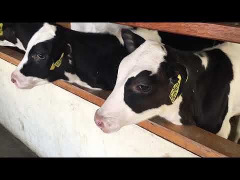 Kundasang, Sabah Trip 2019