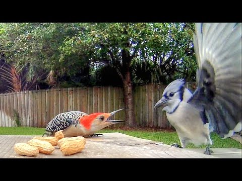 Blue Jays Versus Woodpecker