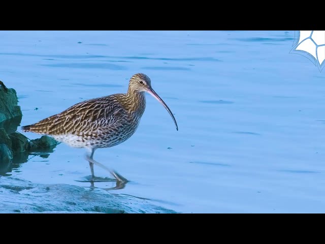 Le courlis cendré, plus grand limicole européen