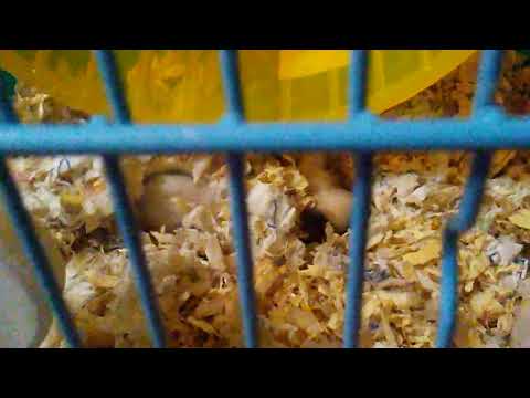 neastâmpăr 🐹❤️