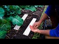 “High-Tech” Precision Seed Planter W/ Jim Kovaleski!