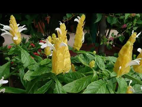 How to Plant a Candle Flower (Pachystachys lutea) Which Is Good For Ornamental Plants