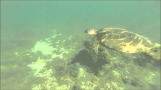 preview picture of video 'GoPro Hawaii Green Sea Turtles'