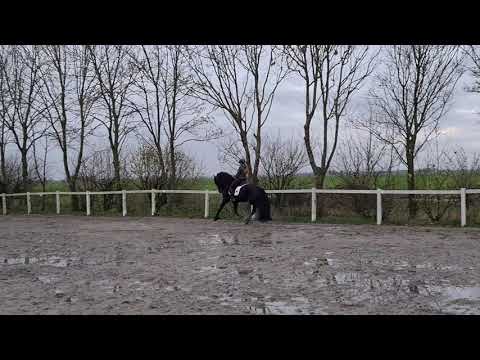 Stal Okkema's Rudmer - Michiel x Gjalt - stallion - 1.71m