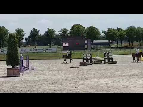 Stall Distel, Wallach von Cassoulet x Quantum, geb. 2015