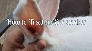 Rabbit Ear Mites | How to Treat Them