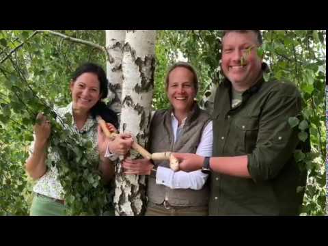 Wissenswertes zur Birke