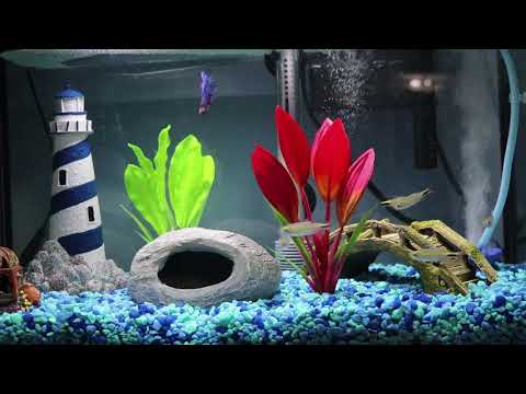 Aquarium - Betta Fish and Alestes Tetras