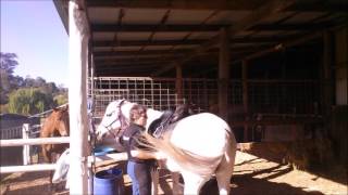 Day 6 Saddling Skipper Girthy Horses When All Else Fails John Farnham