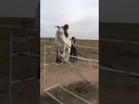 La cabra equilibrista wtf