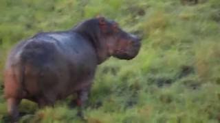 Hippo Noise &amp; Action