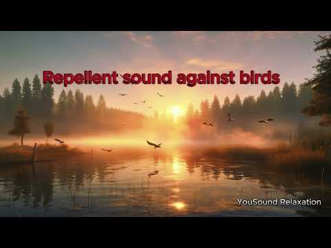 8 Hours of Ultrasonic Bird Repellent | High-Frequency Sound | Keep Birds Away