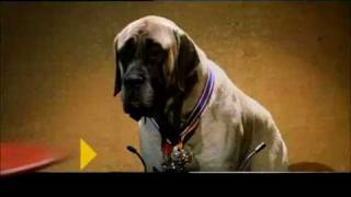 How To Skin A Cat Winner