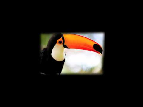 Santiuve - El pico de un tucán (videoclip?)