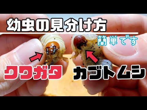 カブトムシとコガネムシの幼虫の見分け方は？両者の 5 つの違い + 写真とビデオ  庭園