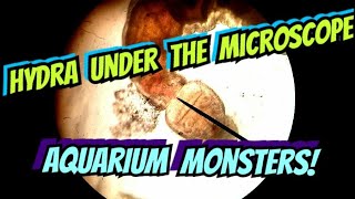 Are Hydra Killing Your Shrimp or Fry? - Under The Microscope - Real Aquarium  Monsters. Hydrazoa